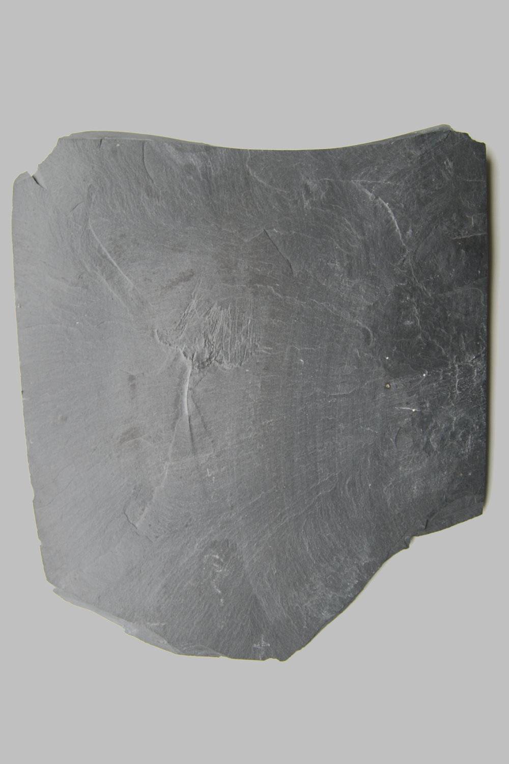 Rhadinocrinus dactylus, Bundenbach