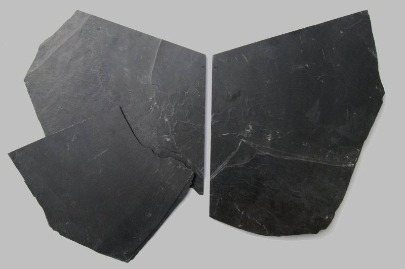 Follicrinus grebei, Bundenbach