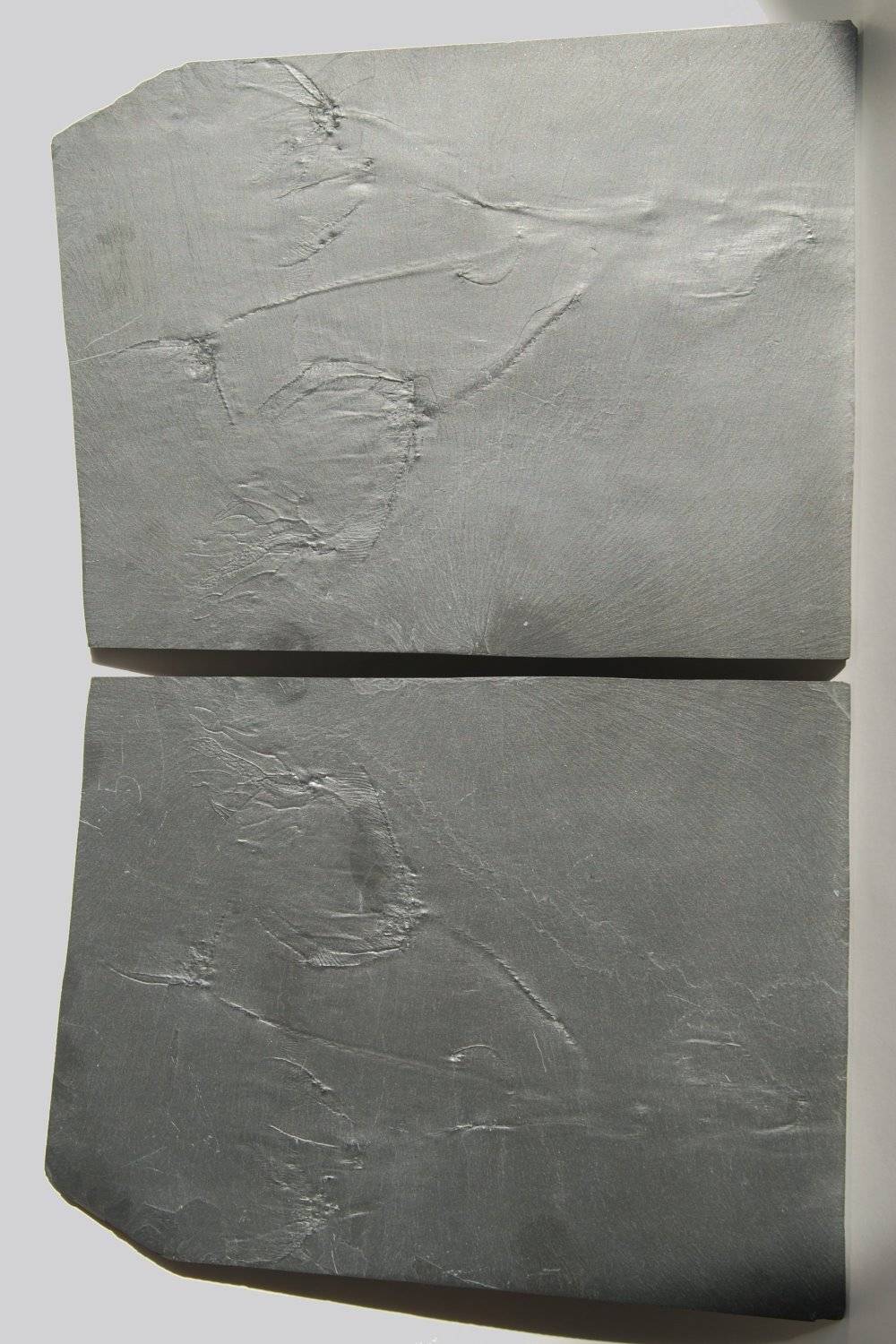 Hapalocrinus frechi, Bundenbach