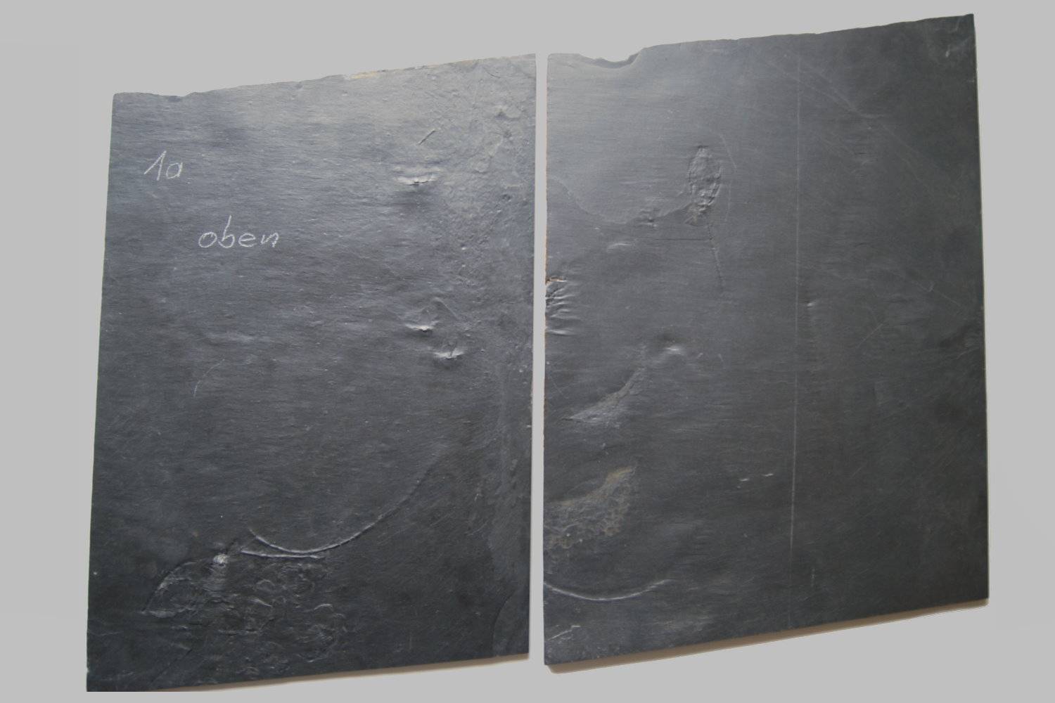 Taxocrinus stuertzi, Bundenbach