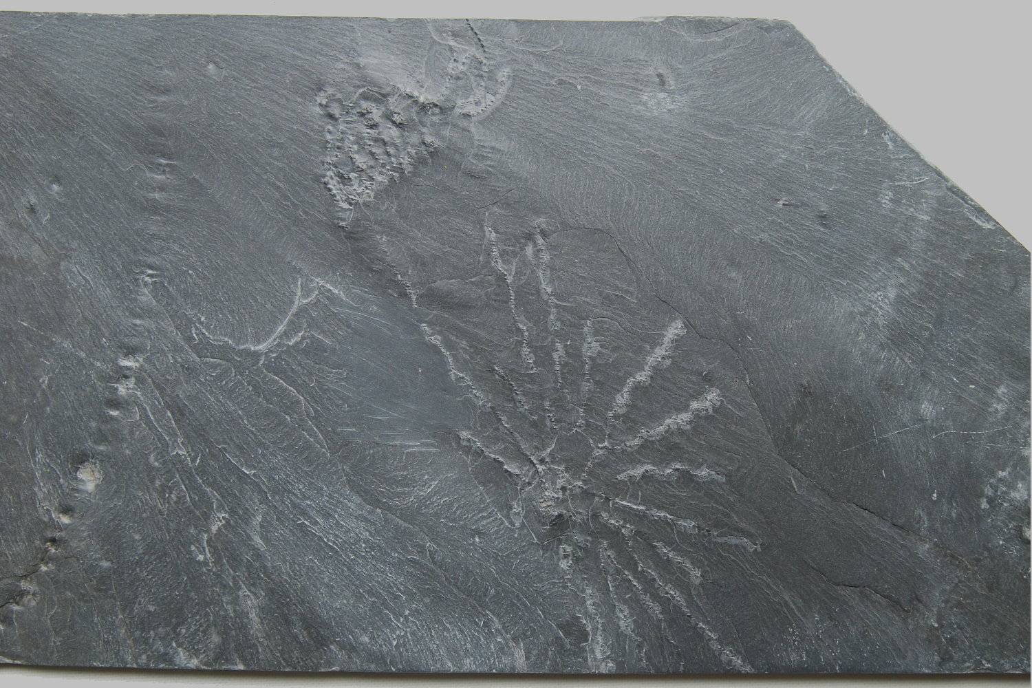 Taxocrinus stuertzi, Imitatocrinus gracilor; Bundenbach