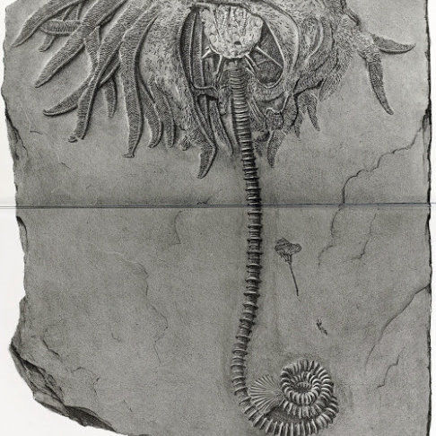 Acanthocrinus rex, Bundenbach