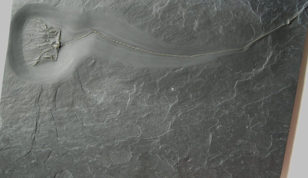 Taxocrinus_Bundenbach