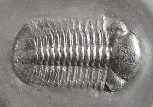 Chotecops ferdinandi, Bundenbach