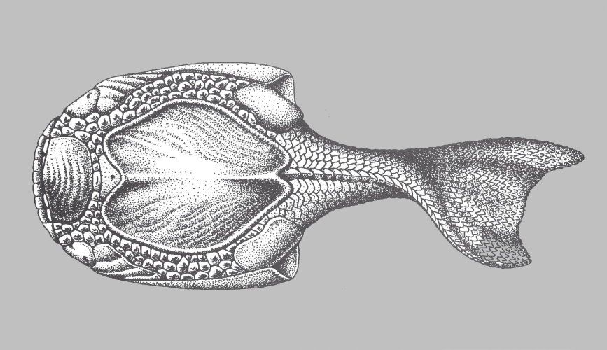 Bundenbach_Drepanaspis_gemuendensis_scetch