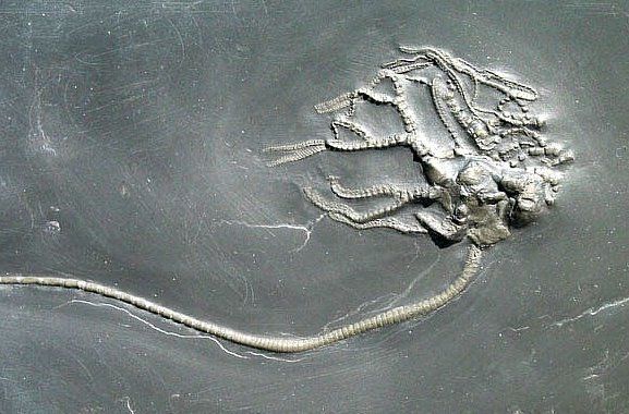 Codiacrinus_schultzei_Bundenbach