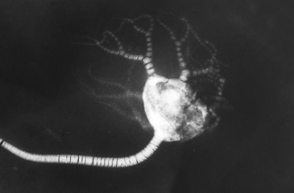 Codiacrinus schultzei_xray