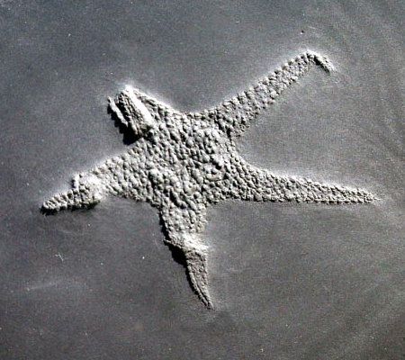 Baliactis_Bundenbach