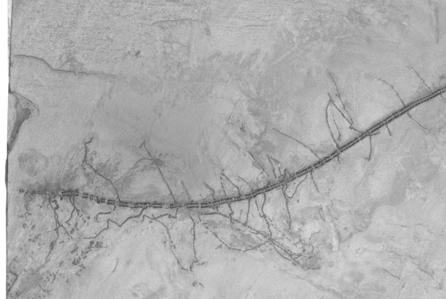 03_01_Bathericrinus hystrix; 30x26 cm; Bundenbach_Detail_1