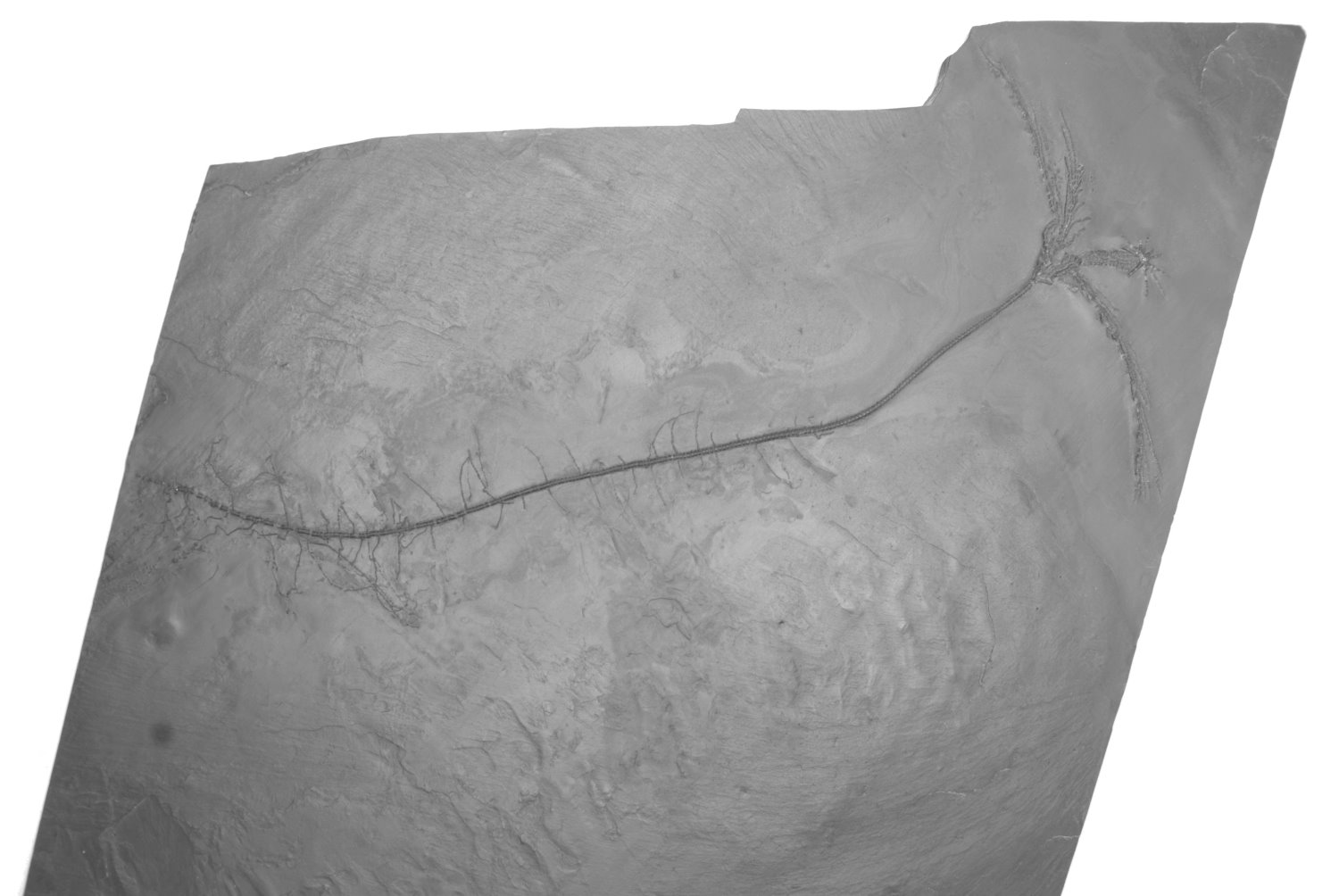 Bathericrinus hystrix; Bundenbach