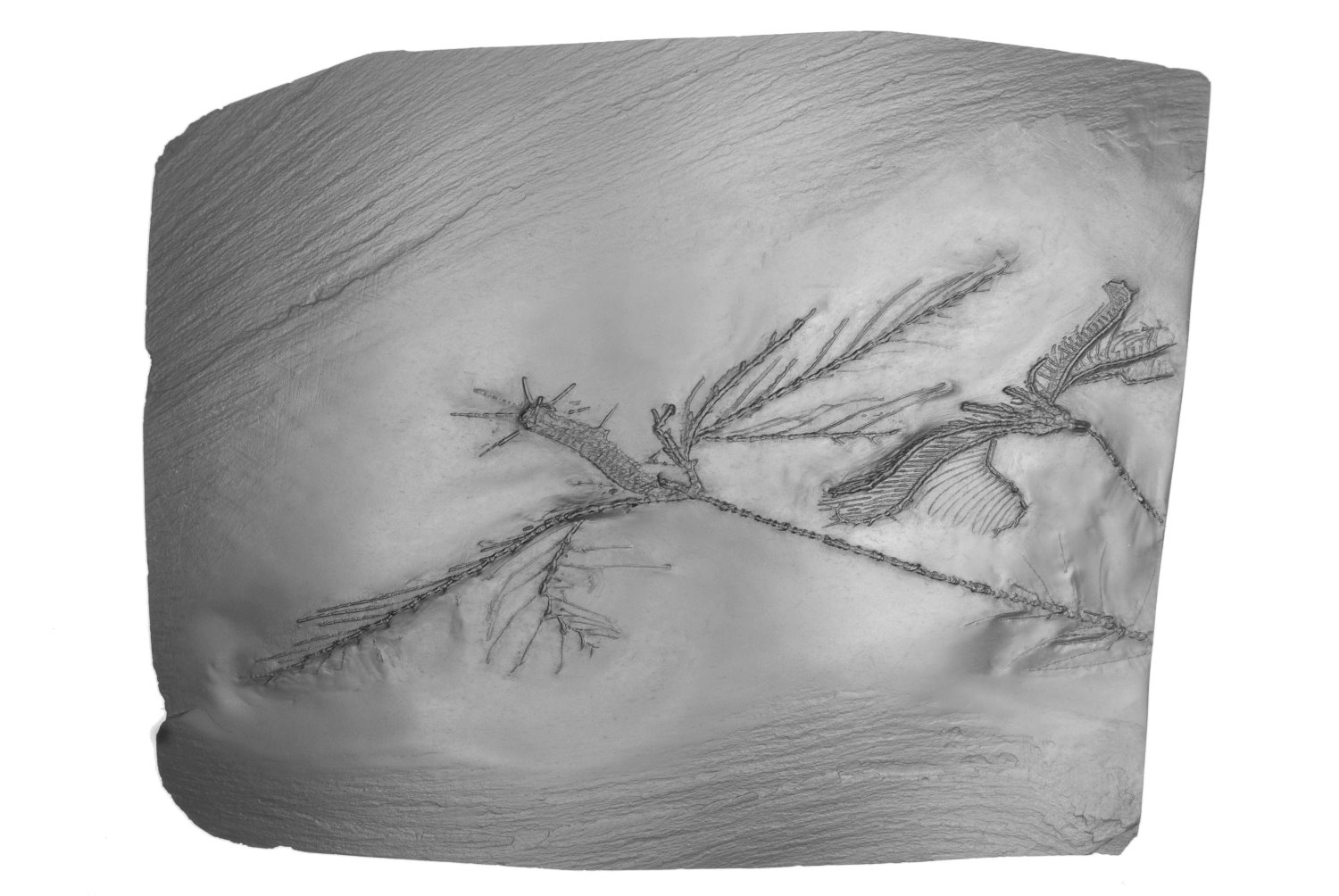 Bathericrinus hystrix; Bundenbach