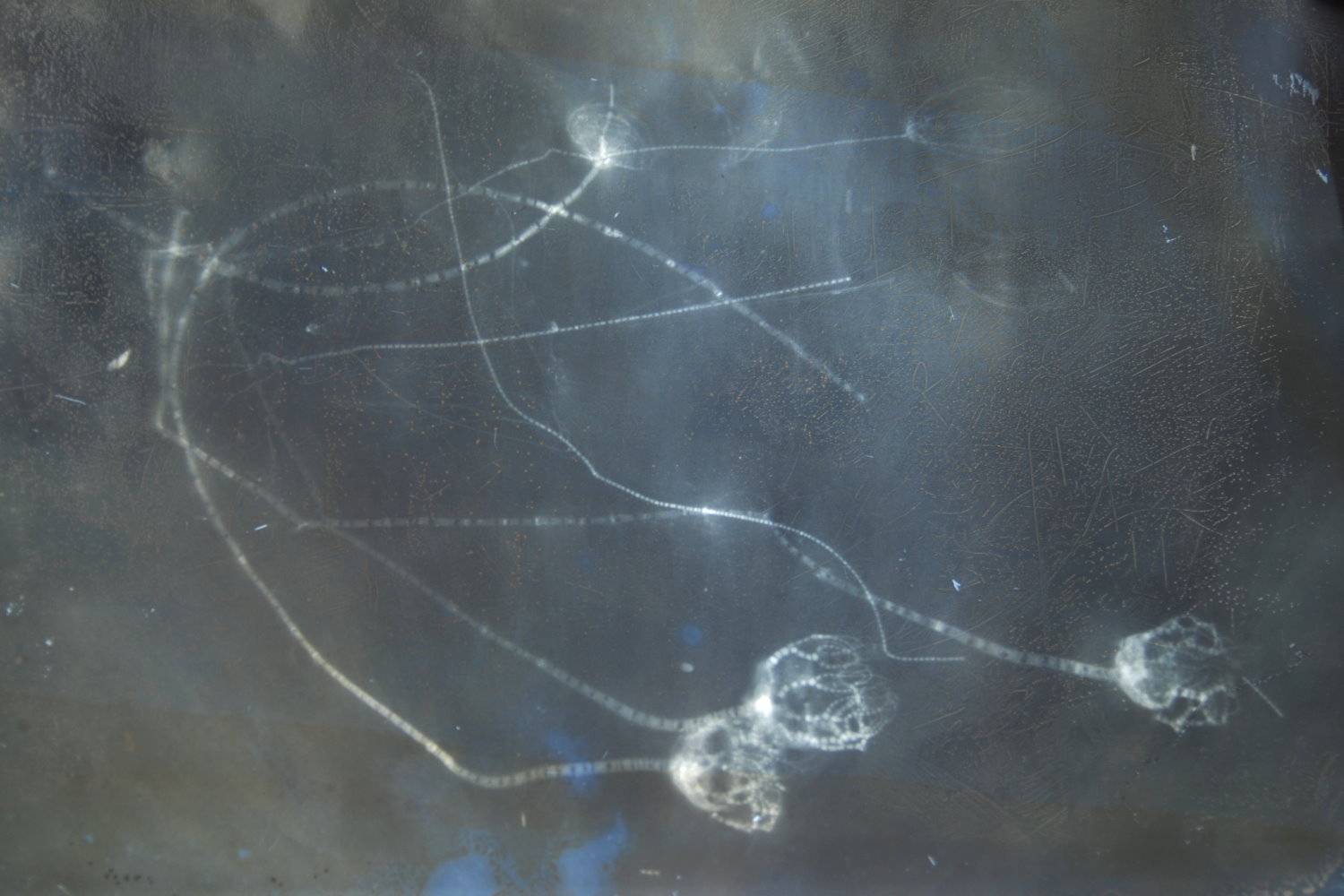 Taxocrinus stuertzi, Bundenbach