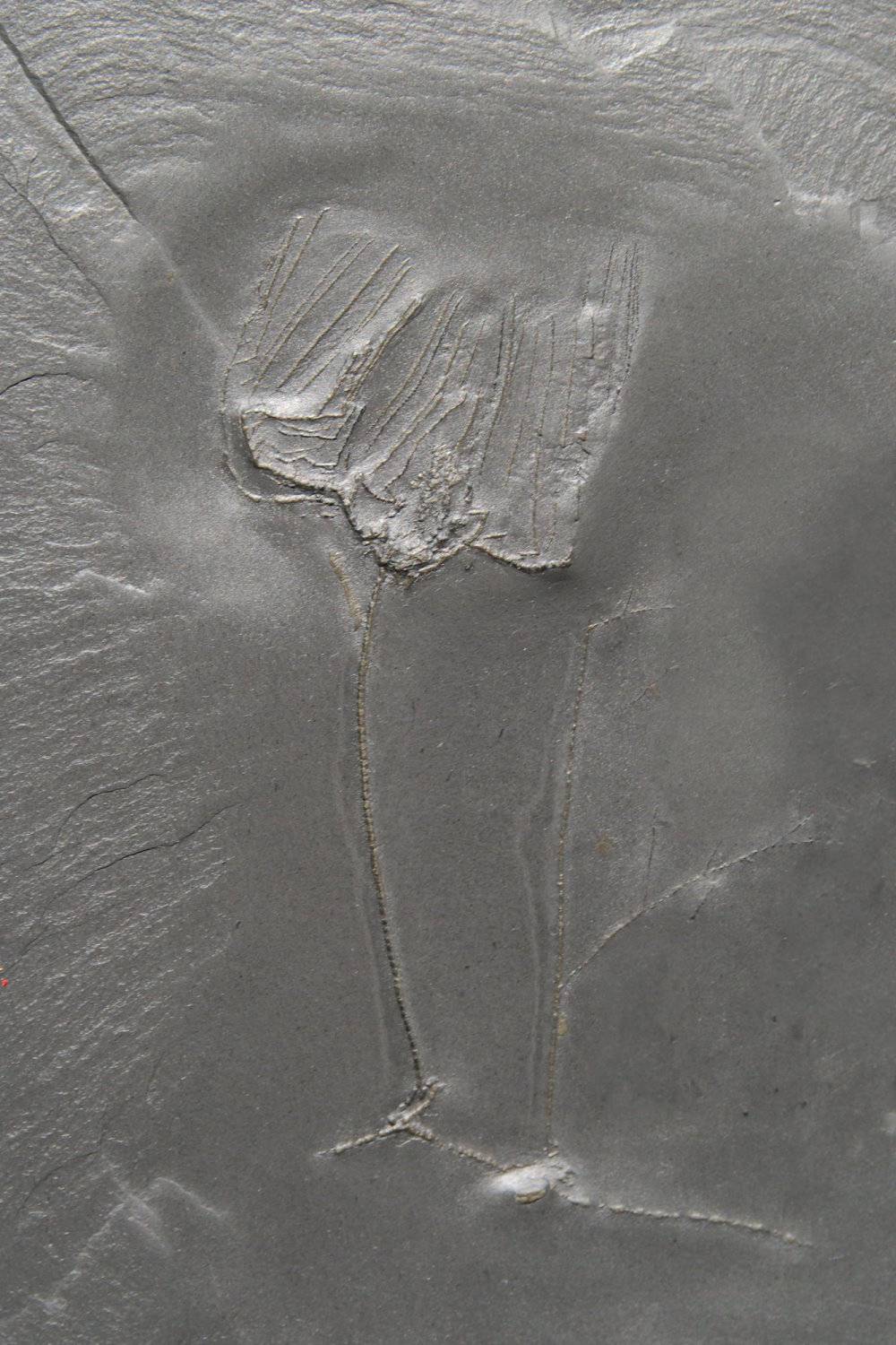 Rhadinocrinus dactylus, Bundenbach