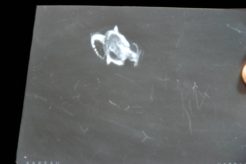 Regulaecystis pleurocystoides, Bundenbach