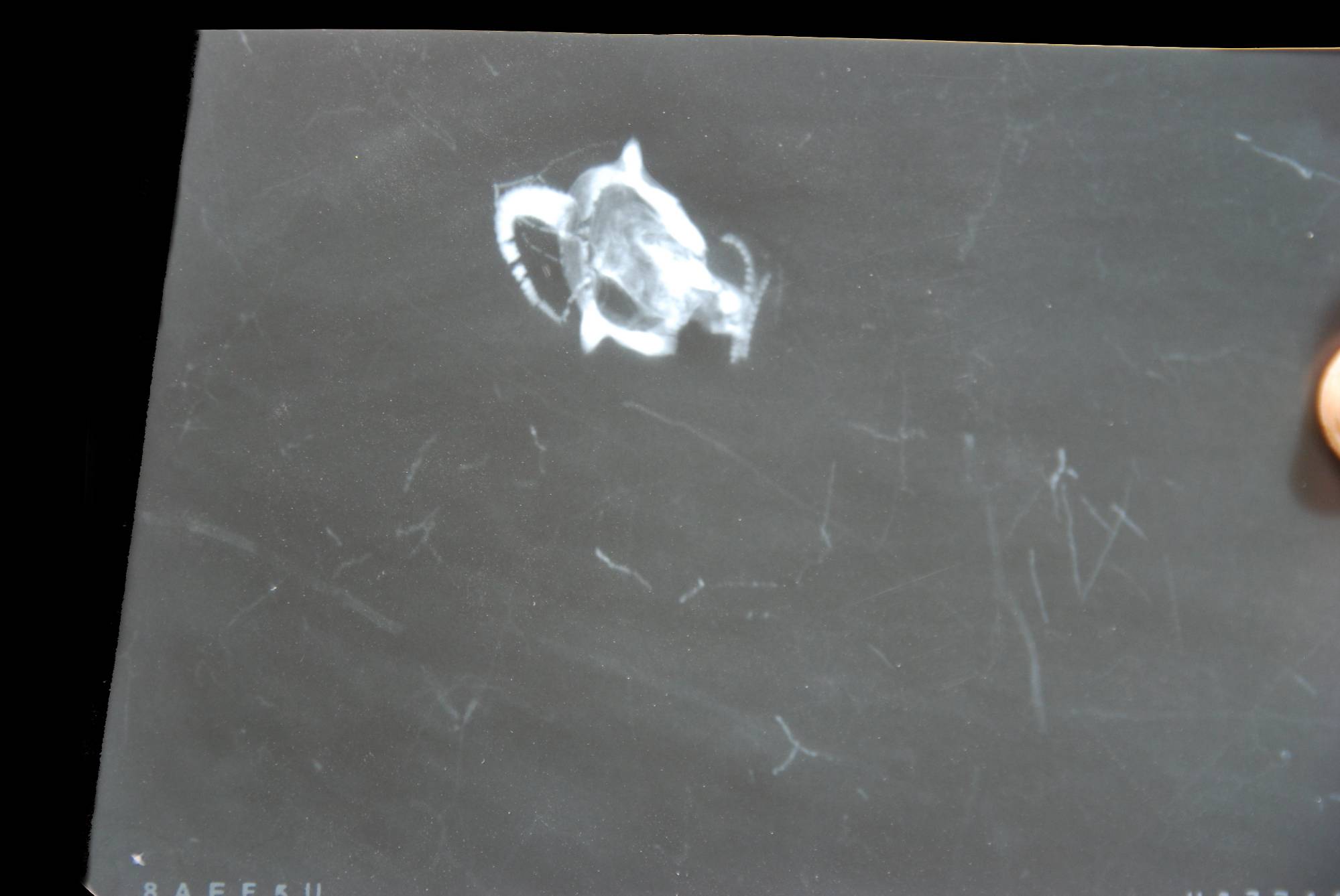 Regulaecystis pleurocystoides, Bundenbach