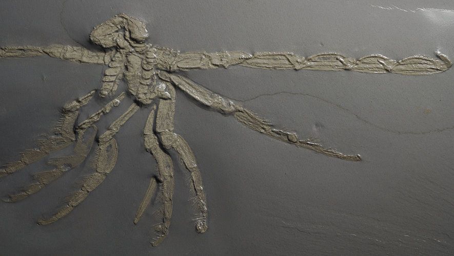 Palaeoisopus_Bundenbach