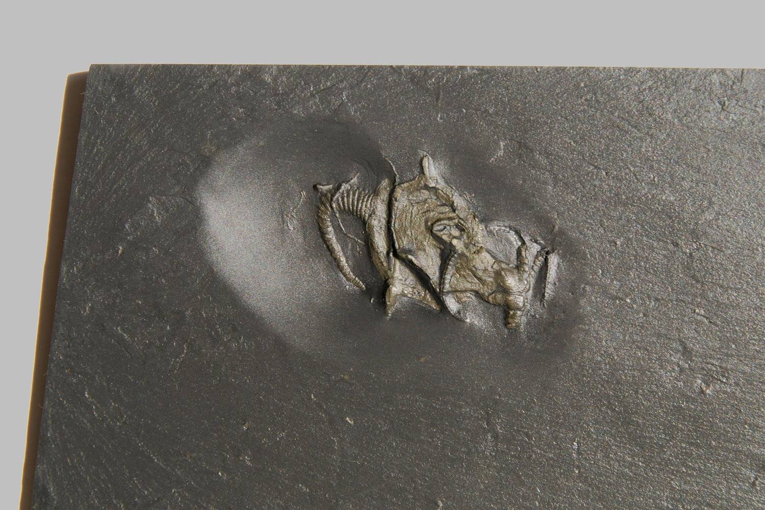 Regulaecystis pleurocystoides, Bundenbach