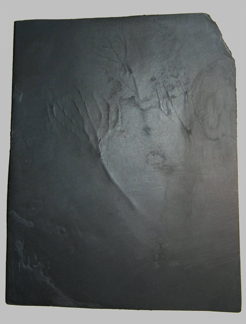 Hapalocrinus frechi, Bundenbach