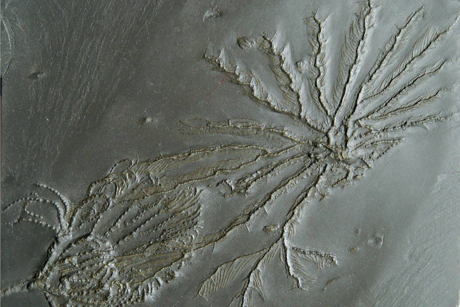 Taxocrinus stuertzi, Imitatocrinus gracilor; Bundenbach