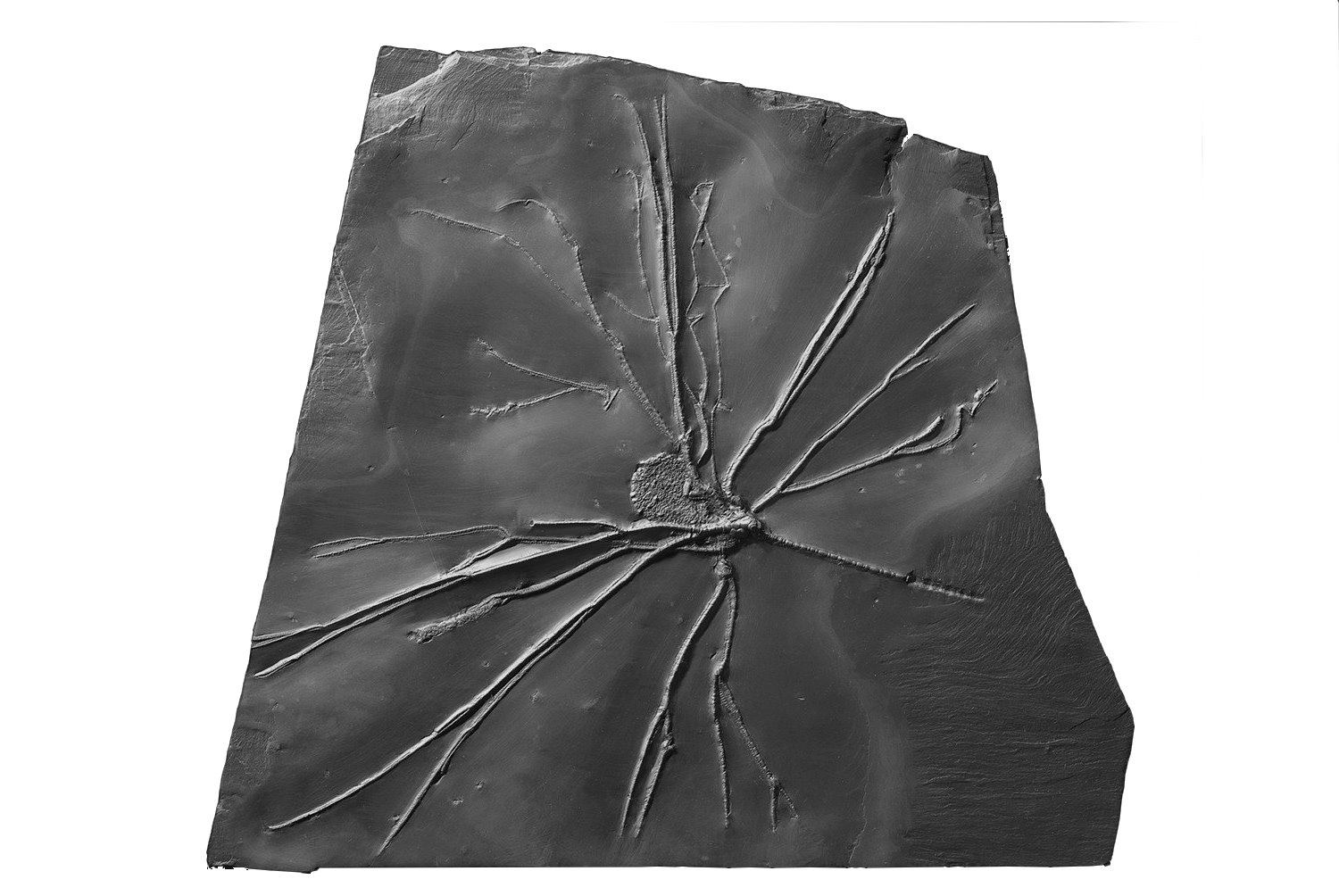 Follicrinus grabei; Bundenbach