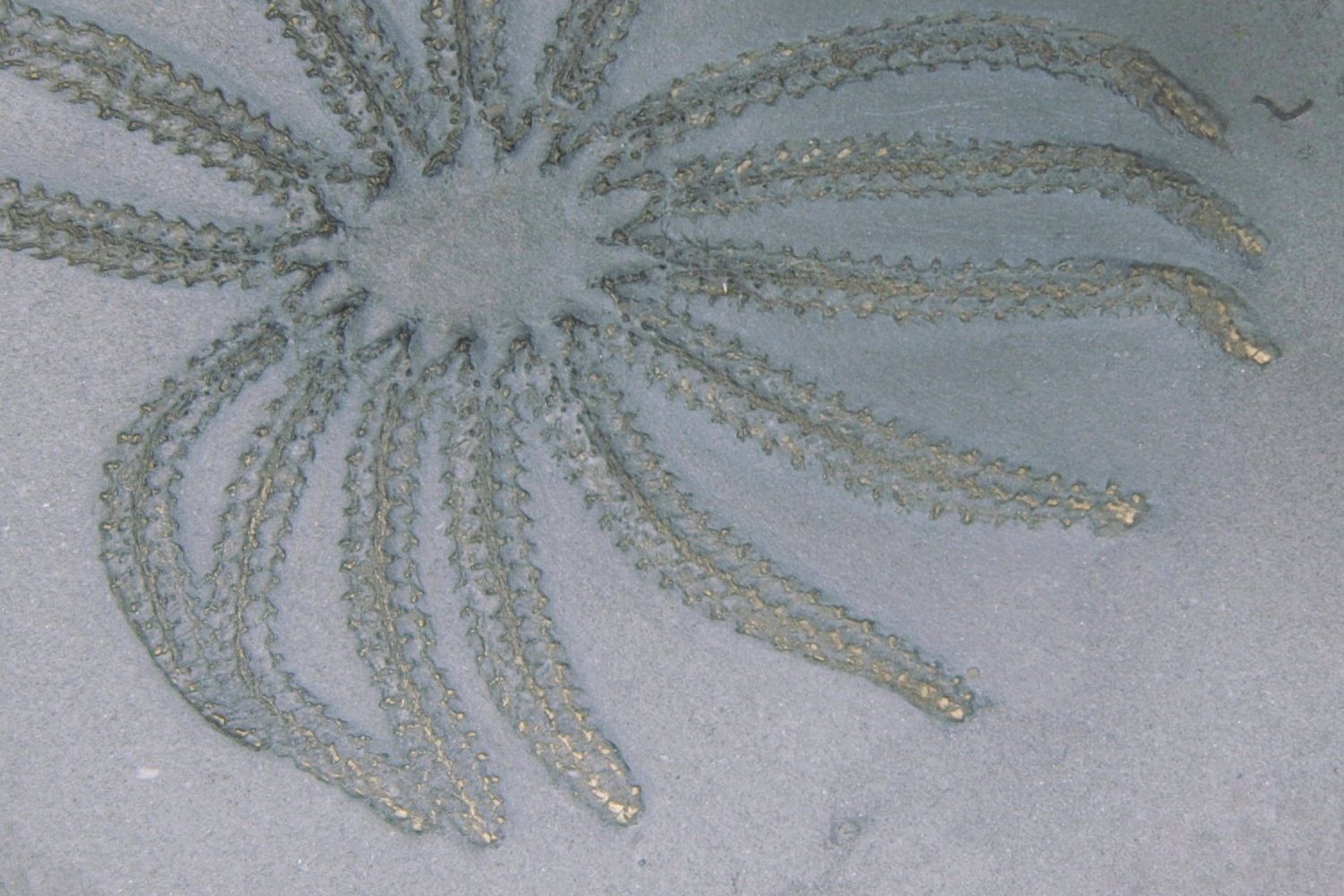 Medusaster_rhenanus_Bundenbach_Detail