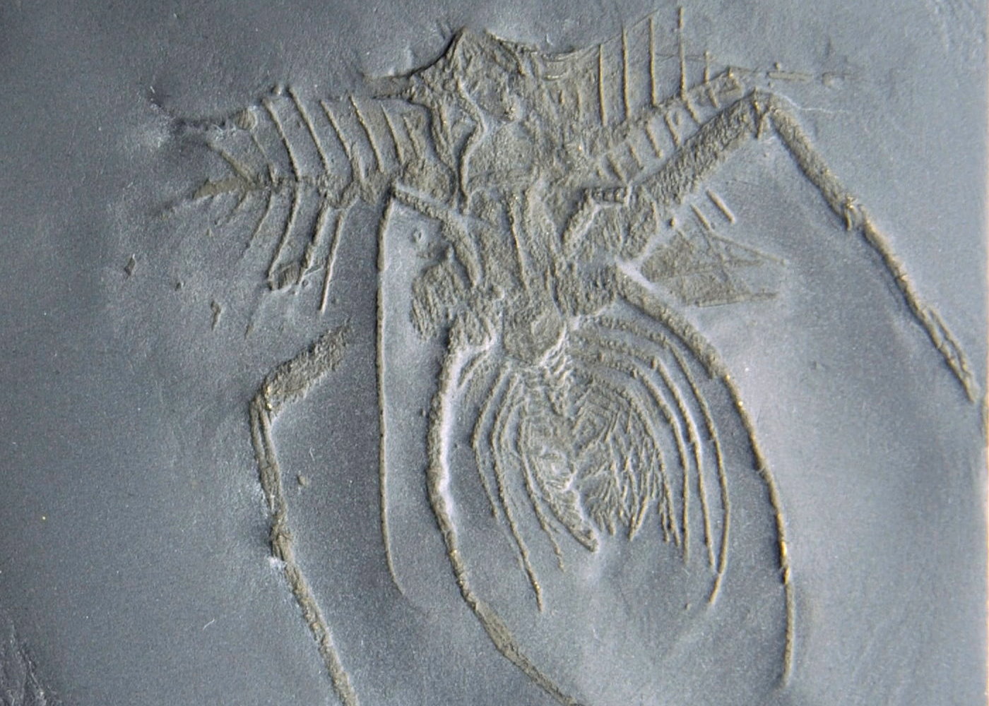 Mimetaster_hexagonalis_Bundenbach_Detail