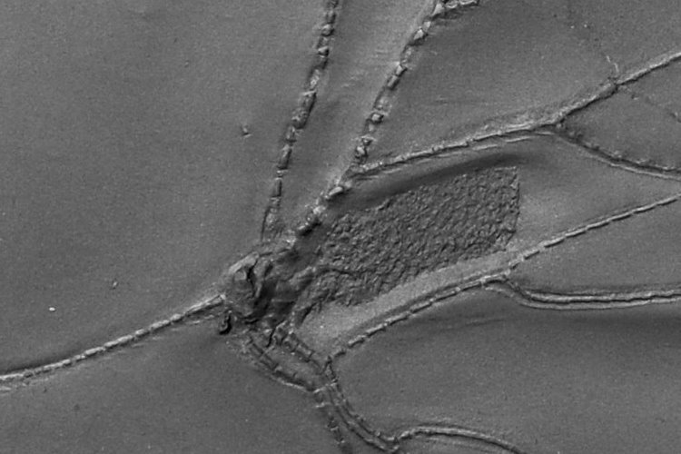 05_02_Follicrinus grabei; 26.5x22 cm; Bundenbach_Detail