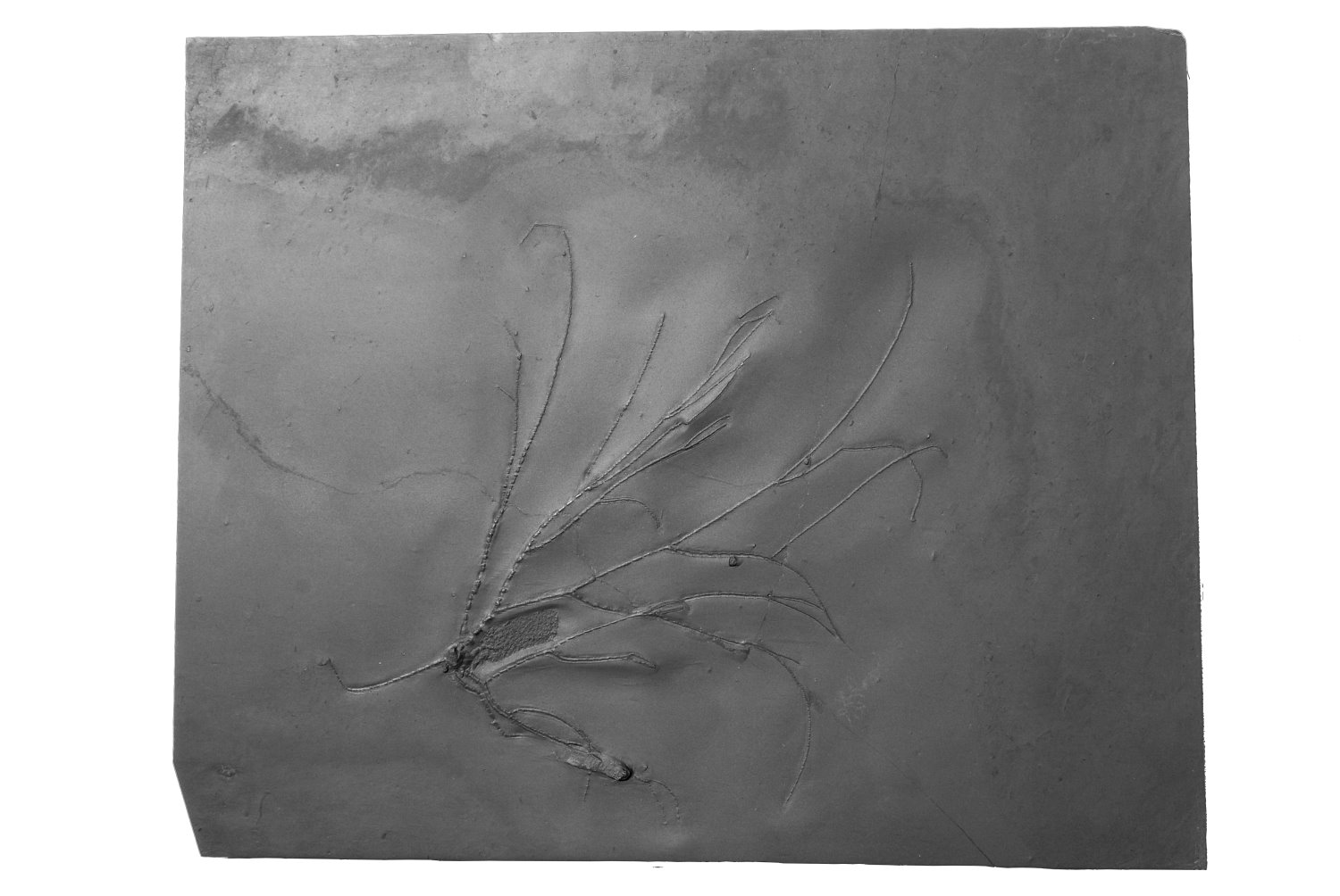 Follicrinus grabei; Bundenbach