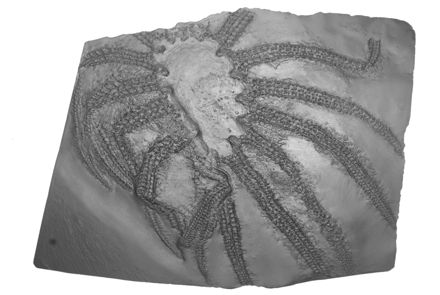 Heliantaster_rhenanus_Bundenbach