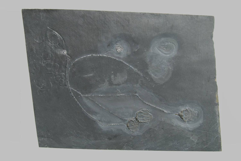 Taxocrinus stuertzi, Bundenbach