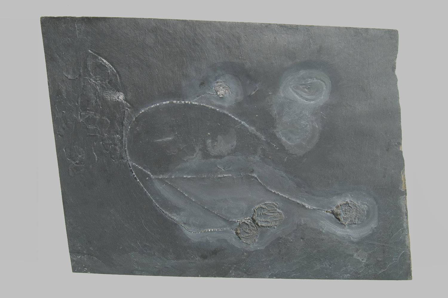 Taxocrinus stuertzi, Bundenbach