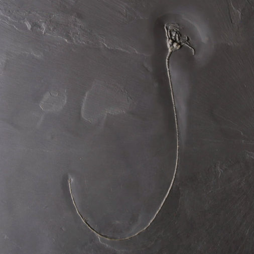 Codiacrinus schultzei, Bundenbach