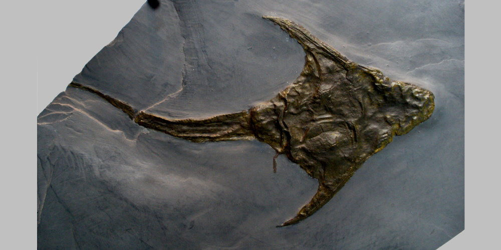 Bundenbach_Lunaspis_heroldi