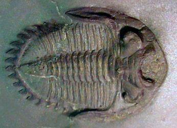 Chotecops ferdinandi, Bundenbach