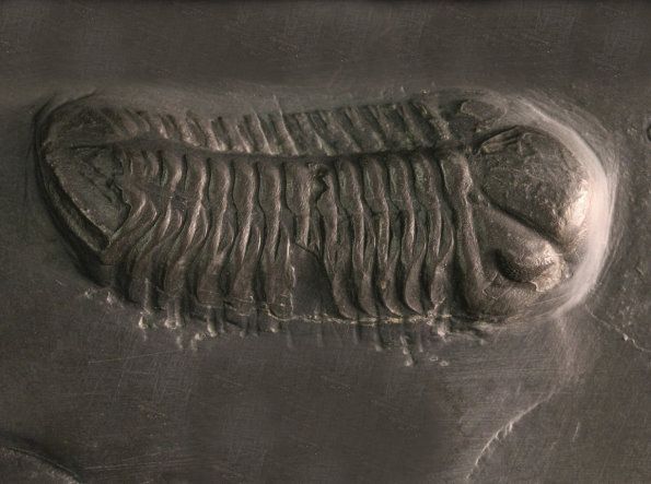 Chotecops_ferdinandi_Bundenbach