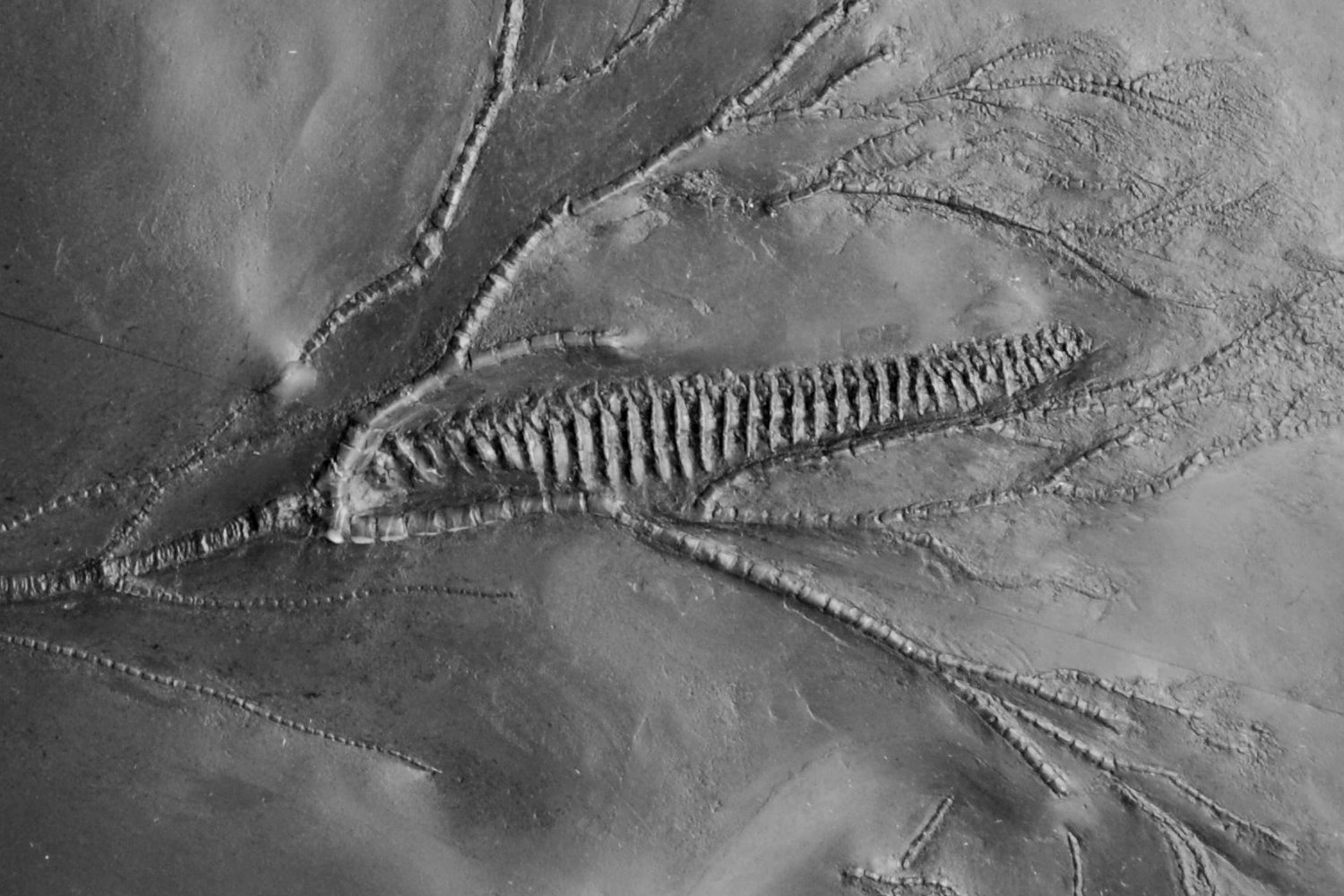 06_02_Gastrocrinus giganteus (3x); 48x30 cm; Bundenbach_Detail