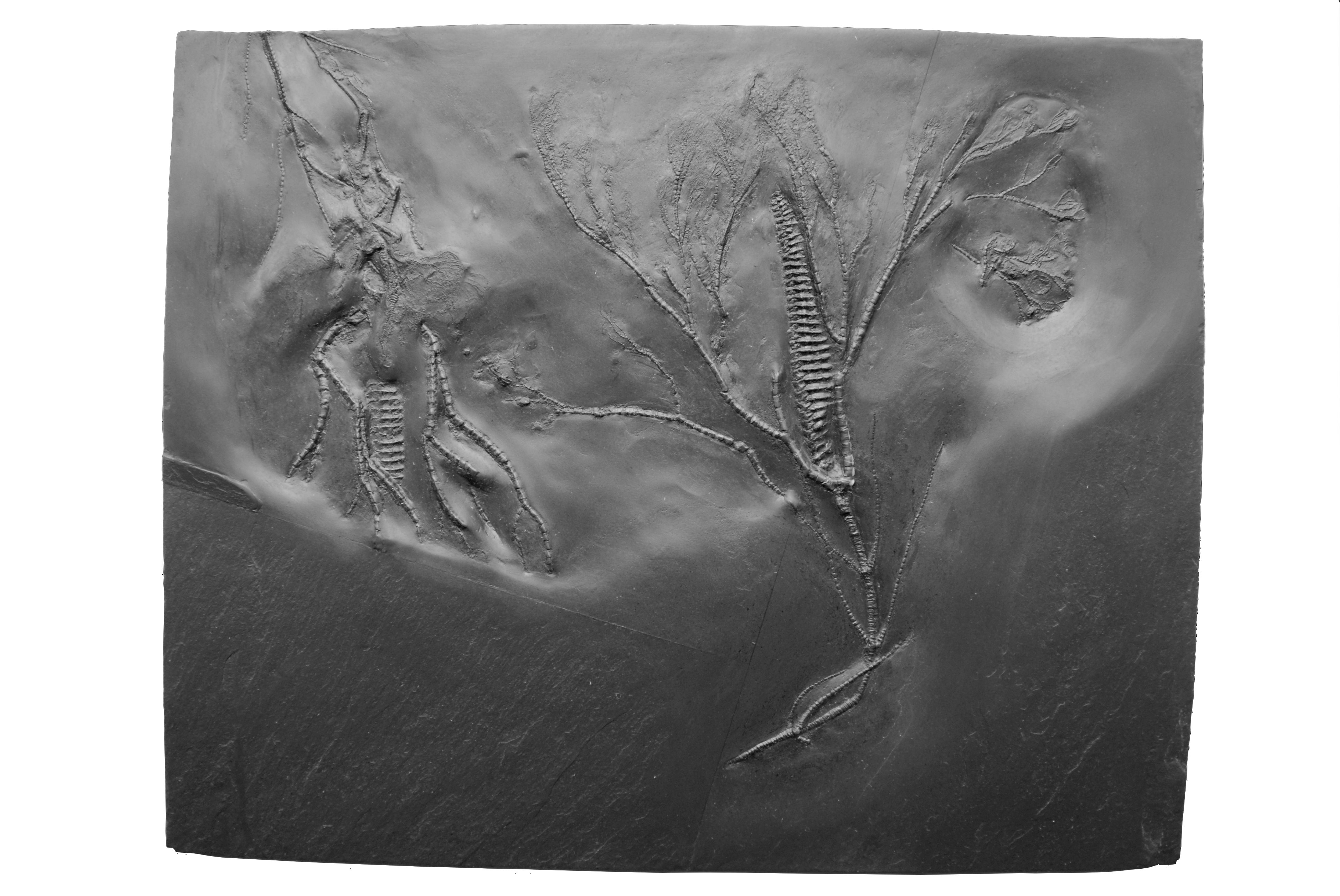 Gastrocrinus giganteus; Bundenbach