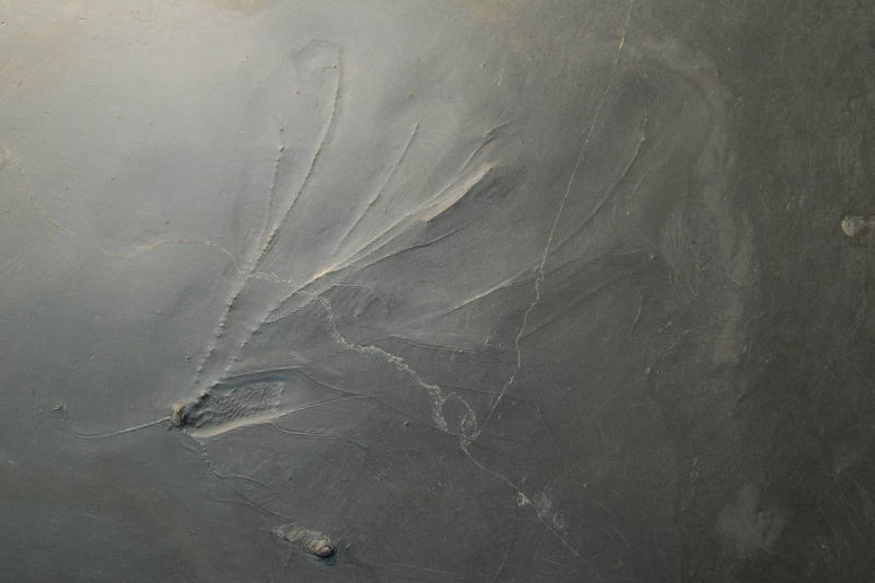 Follicrinus grebei, Bundenbach