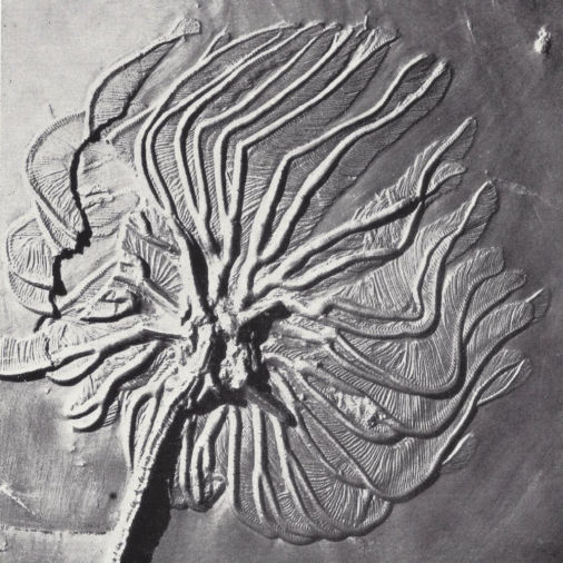 Diamenocrinus opitzi, Bundenbach