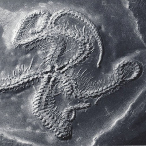 Eospondylus primigenius, Bundenbach