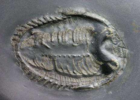 Rhenops lethaeae, Bundenbach