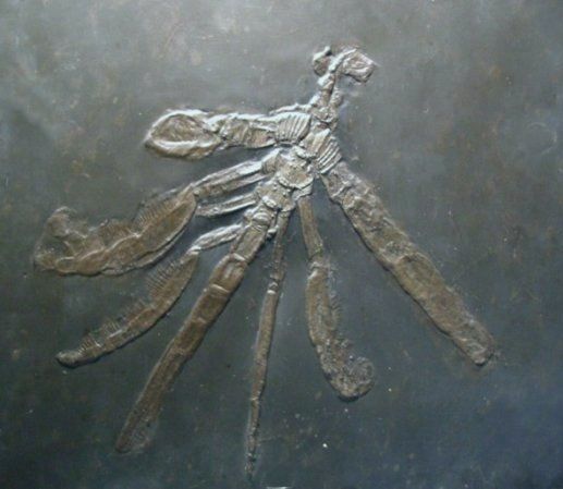 Palaeoisopus_problematicus_Bundenbach