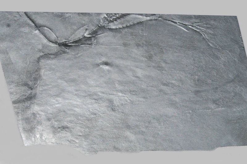 Gastrocrinus giganteus, Bundenbach