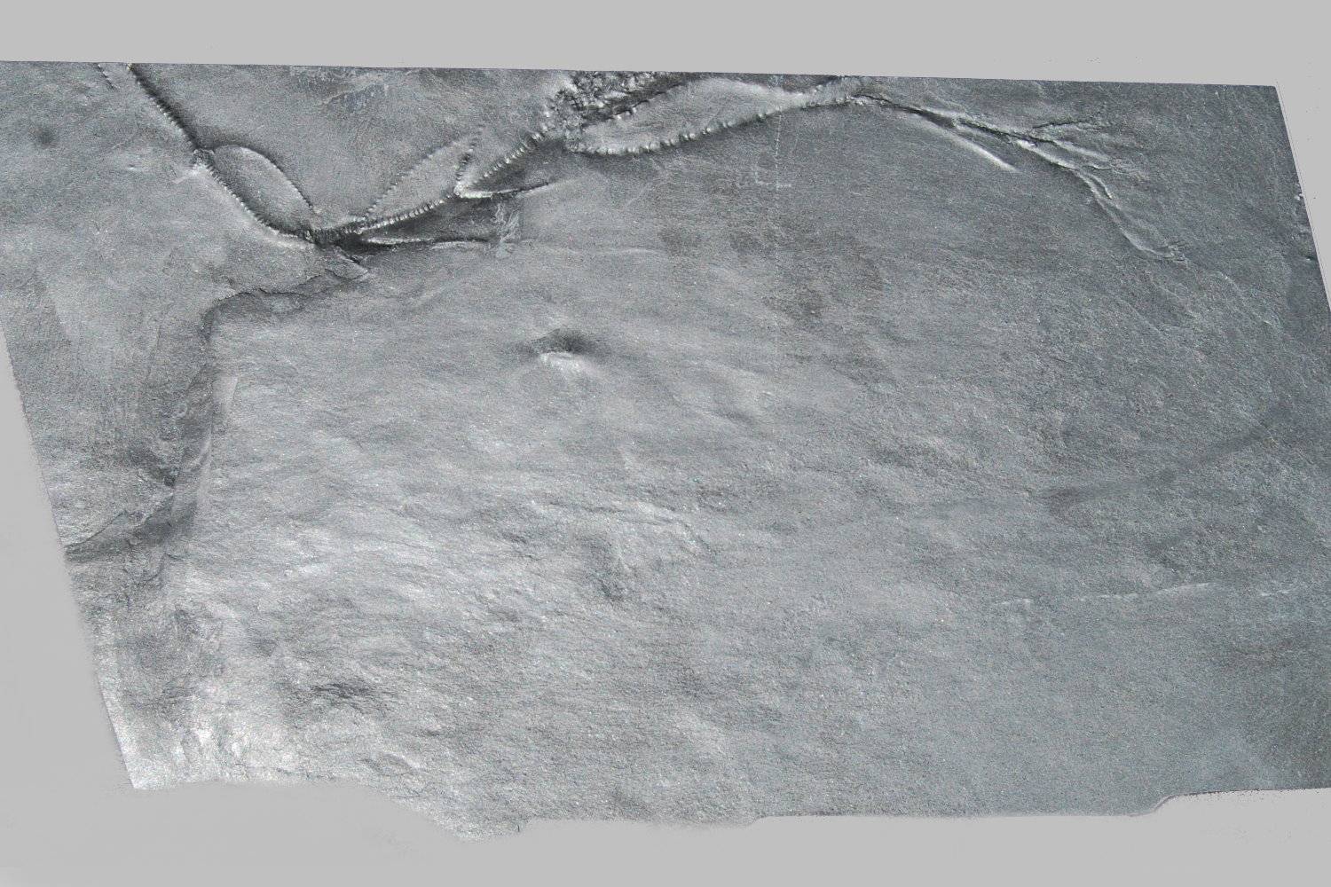 Gastrocrinus giganteus, Bundenbach