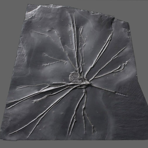 Follicrinus grebei, Bundenbach