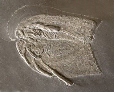 Vachonisia_Bundenbach