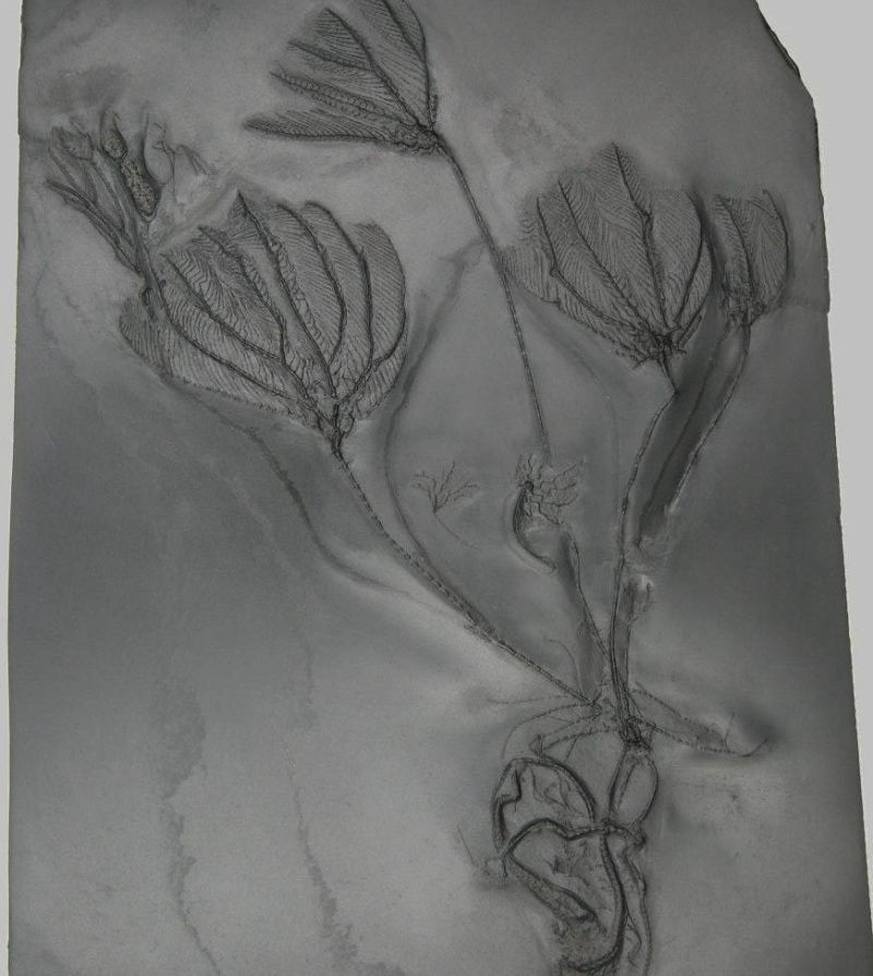 Hapalocrinus frechi, Bundenbach