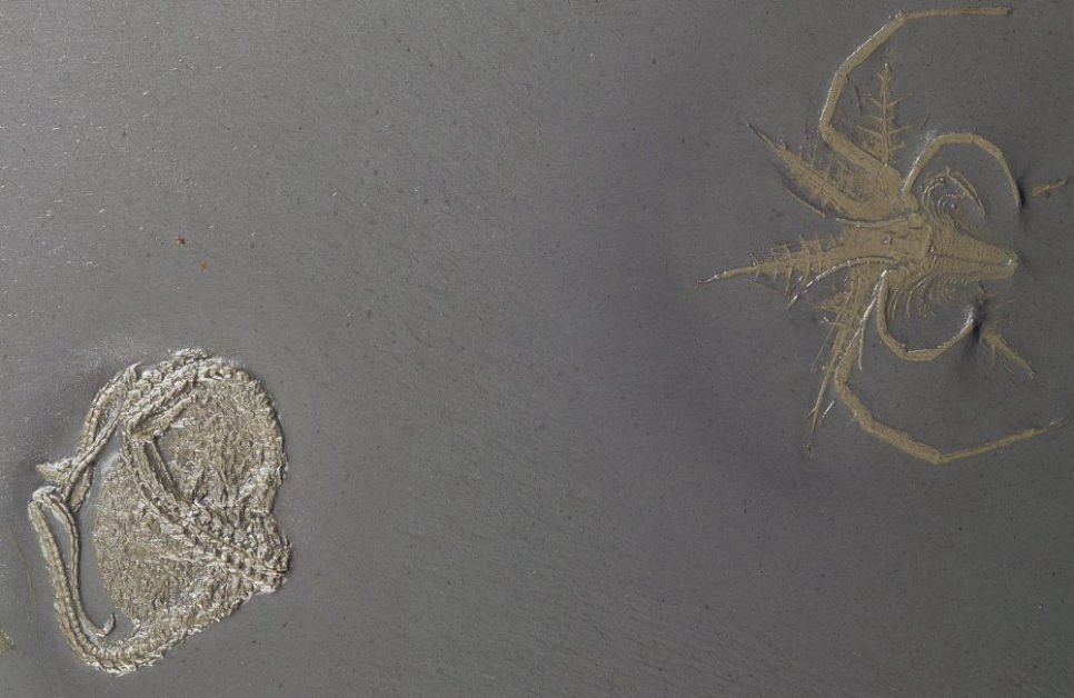 Mimetaster_Taeniaster_Bundenbach