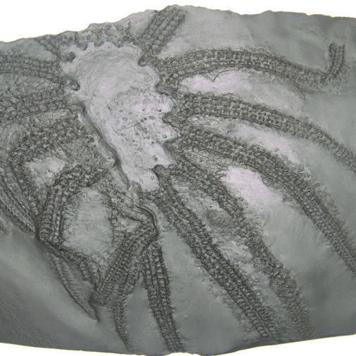 Heliantaster rhenanus, Bundenbach