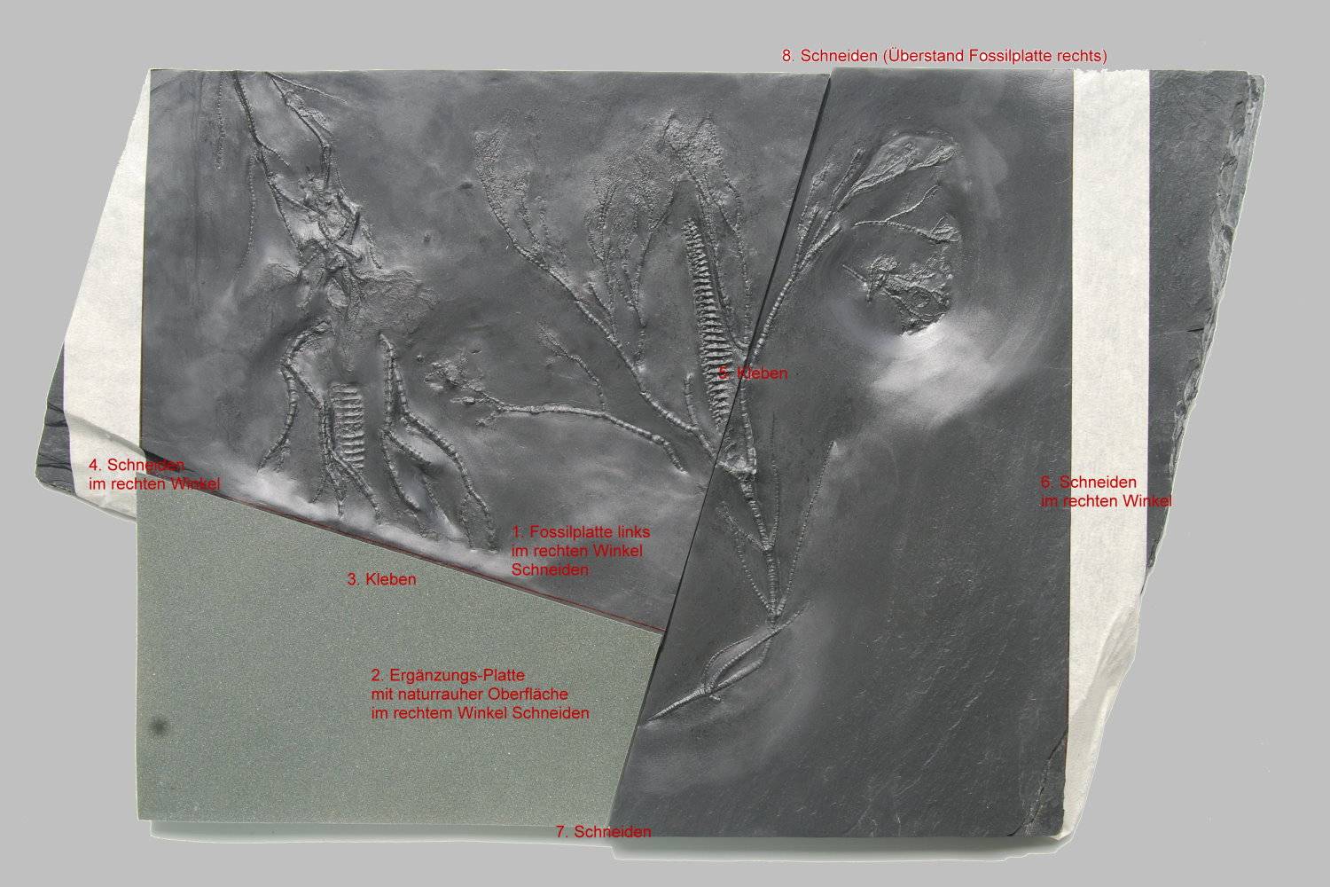 Gastrocrinus giganteus, Bundenbach